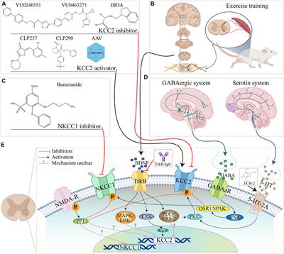 The role of KCC2 and NKCC1 in spinal cord injury: From physiology to pathology